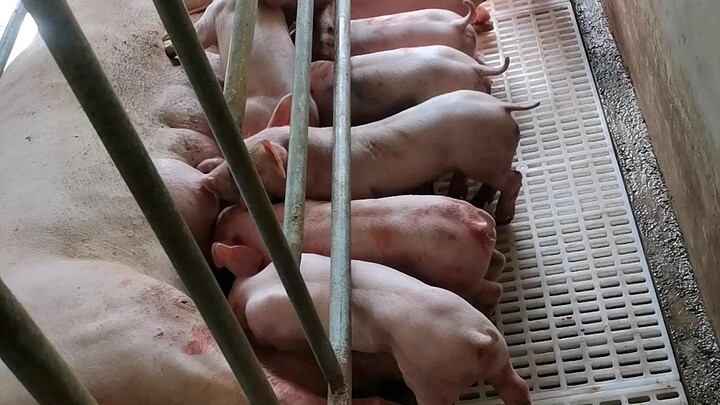 Quality Piglets
