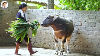 The simple boilea corn everyone love I Ẩm Thực Mẹ Làm - English