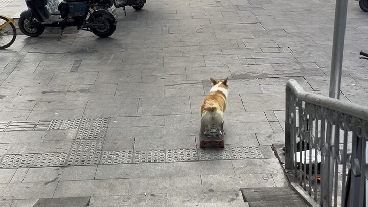 แม่ หมาจีนเนี่ยเก่งสุดๆ ไปเลย… #หมาเล่นสเก็ตบอร์ด #คอร์กี้