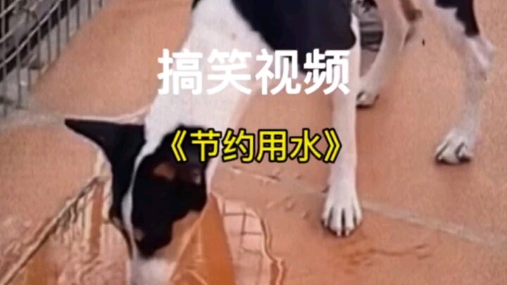 狗子：节约用水狗子有责