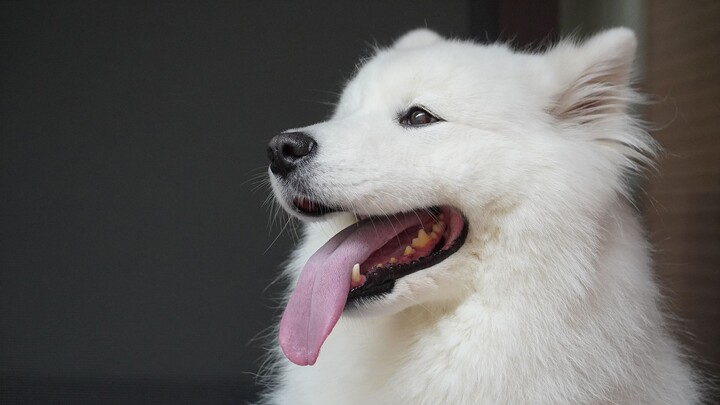 Chú cún Samoyed mềm mại, tắm xong ngoan như cừu, hình tượng sụp đổ để ai muốn làm gì thì làm — giống
