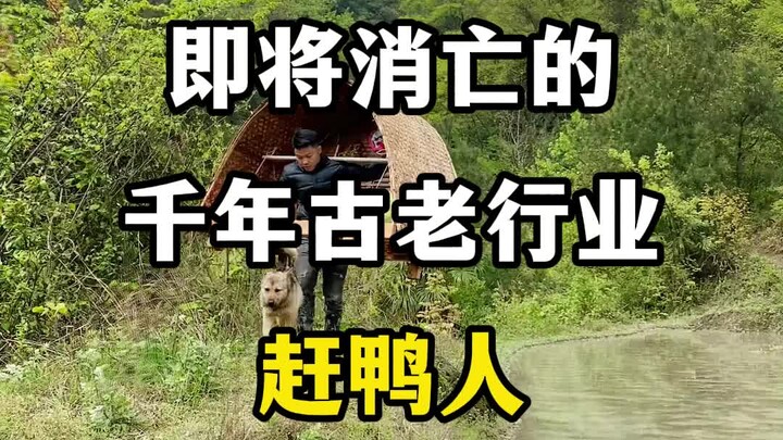 A millennia-old industry on the brink of extinction: the duck herder profession. #DuckHerder #RicePa