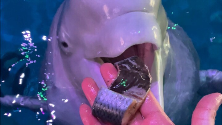 I originally planned to give a few small fish to Little Black to play with for a bit. After it devou