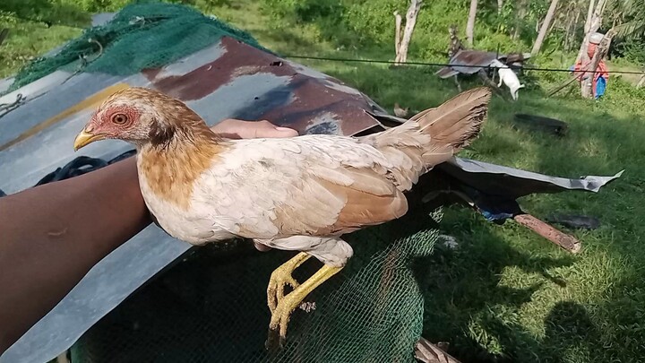 goldy bantam pullet🐓