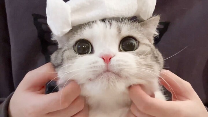 Mèo xinh thế này mà còn phải biểu diễn nữa à?