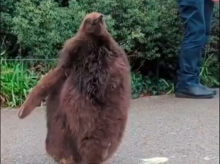 ลูกนกเพนกวินราชาเดินตามฝูงเพนกวินโต