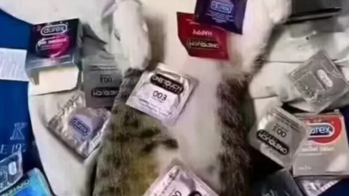 【Akun anjing Ming tidak dapat ditemukan kembali】Video terbaru telah tayang, mohon dukungannya!
