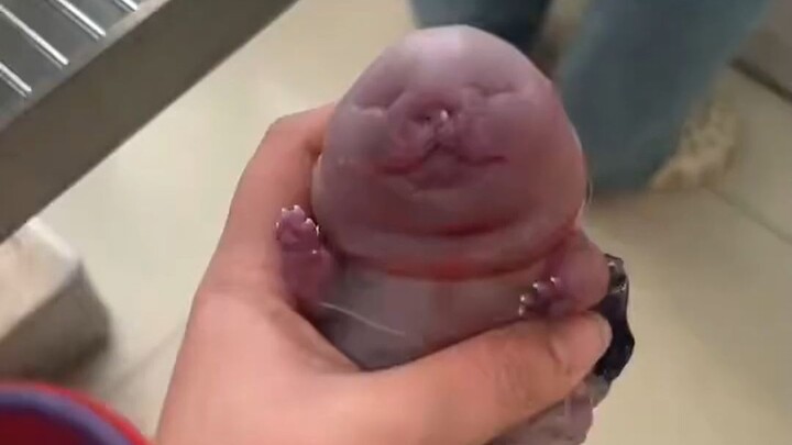 Hóa ra lúc nhỏ những loài động vật này đáng yêu đến thế!