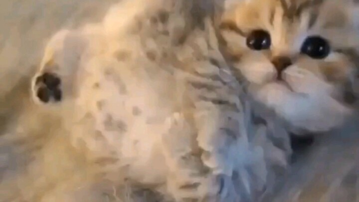 A little milk-drinking kitten is straining so hard its ears are working too!!! So cute (*ˊૢᵕˋૢ*)