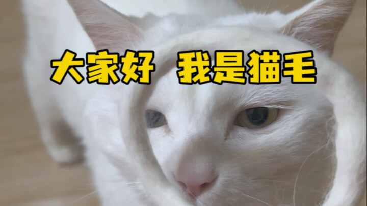 Chào mọi người, mình là Mèo Lông!