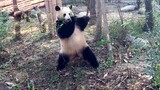 Kungfu Panda tidak terkalahkan saat menggila.