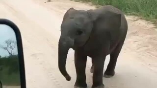 Gajah kecil yang lembut dan ingin tahu