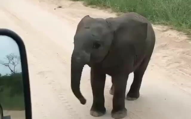 Soft and curious little elephant