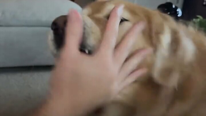 A dog’s starkly different attitude toward its family members