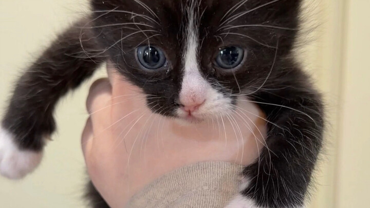 Giờ thì hoàn toàn biến thành mèo Ma Cầu rồi!