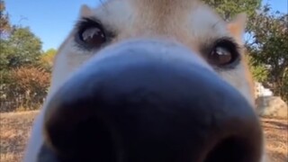 Such a cute dog…thing!