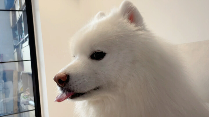 Heo nhà bạn kêu như thế này à?