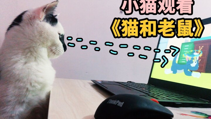 Do cats watch TV? What happens when you put on cartoons for them?