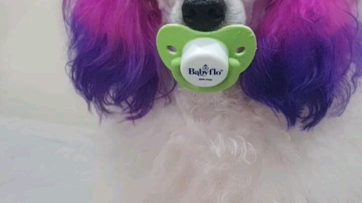 Pacifier #pacifier #pet #dog #bilibili