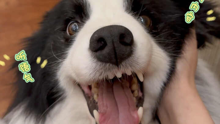 Thử xem cún con nghe theo ngữ điệu hay nội dung nhé!