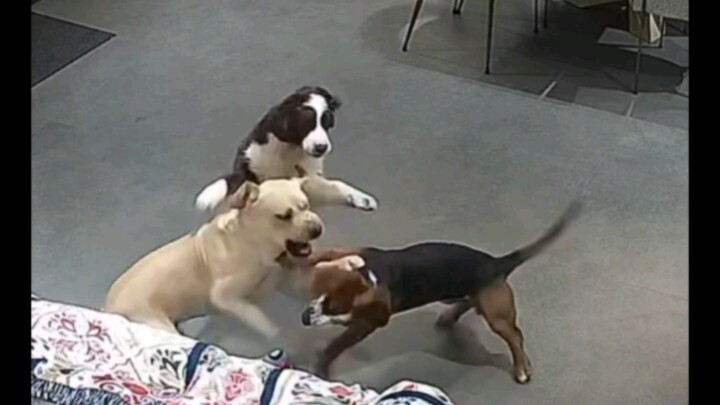 Anjing melerai pertengkaran, persahabatan abadi