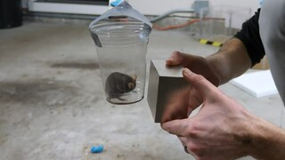 Mengapa magnet NdFeB membuat tikus mundur?