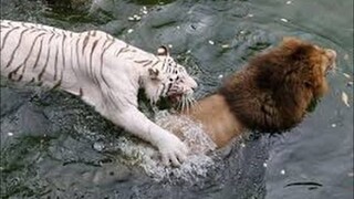 Tiger VS Lion CRAZIEST Animal Fights Caught On Camera
