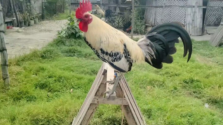 ito ung dalawang panlaban sa 4cock