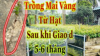 cách trồng mai vàng từ hạt p3 | mai con sau khi ương hạt d 1 thời gian và bộ rể  rất dài