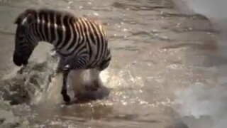 Animals migration