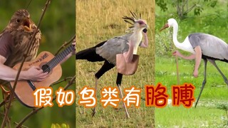 ชีวิตประจำวันของนกจะเป็นอย่างไรหากพวกมันมีแขน?