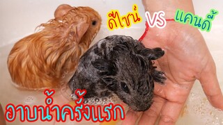 Candy&Toffy Guinea pig อาบน้ำครั้งแรกเป็นไงน้าไปดูกันเลย モルモットの入浴 Guinea pig bathing