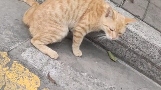 Saya menirukan mengeong kucing dan benar-benar membuat kucing itu muntah.