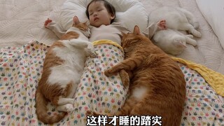 胆子小脾气好的大橘猫今天又抢到了睡觉的好位置