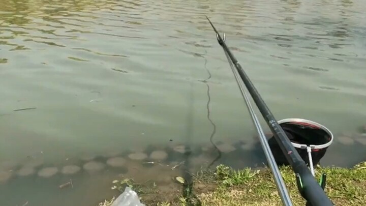 Súp cá ngon đến vậy sao?