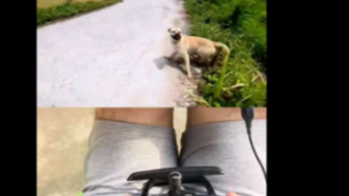 اللعب مع الكلب باستخدام طائرة بدون طيار