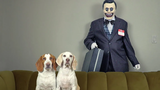 Dogs vs Zombie Salesman Prank สุนัขตลก Maymo & Potpie vs The Salesman Creepypasta