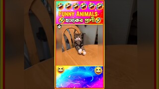 🤣হাস্যকর প্রাণী😁 Funny animals Bangla #shorts #funny
