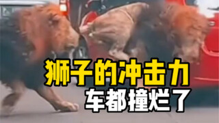 The lion's sheer impact is just too intense—its charge smashes cars to smithereens! But when it enco