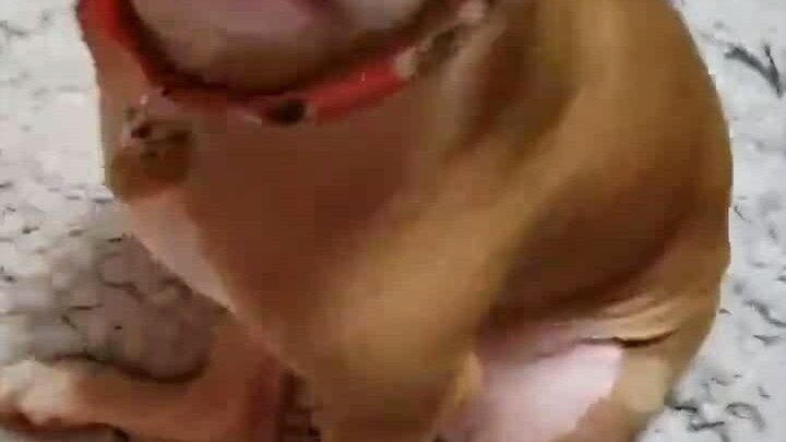 狗狗忘记自己已经失去左后腿，准备挠痒痒时...暖哭了