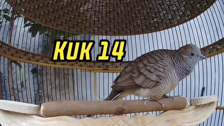 Perkutut Bangkok Suara Kuk 14 Super Istimewa