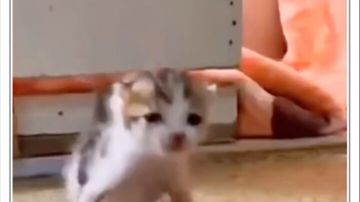 Mengulas Asal Usul Meme Kucing yang Baru-Baru Ini Meledak di Internet