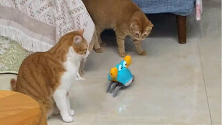 动感螃蟹小猫咪玩刚刚好。