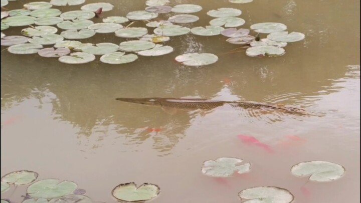 مضحك جدًا! تم القبض على الزميل الأكبر، ولن نراه مرة أخرى. منذ عملية القبض على سمكة الأروانة في جامعة