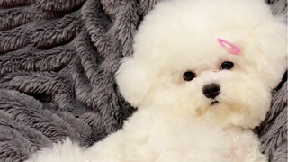 التعريف الذاتي للجرو