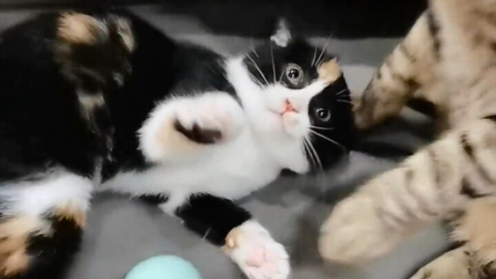 If you’re going to get a cat, go for a Chinese native cat—native cats really do shed very little.