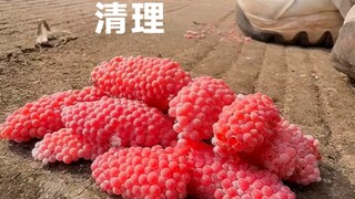 桑葚清理中。。。