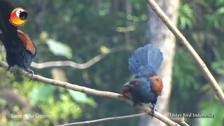 Tau nggak Kalian???!!! Dengan Burung satu ini!!!