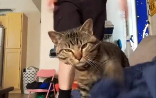 Meow: So you’re the one who wants to see my mom, huh?