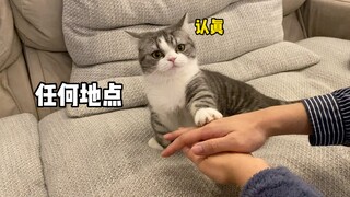 Any time, any place, cat detective, solve cases seriously!